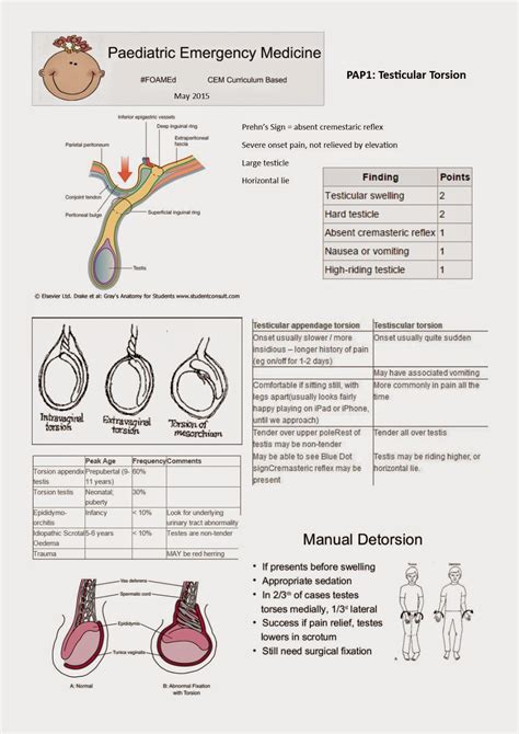 self test for testicular torsion|high riding testis torsion.